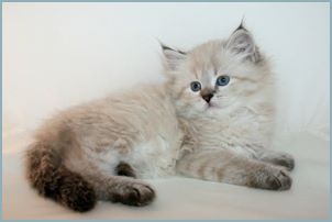 Female Siberian Kitten from Deedlebug Siberians